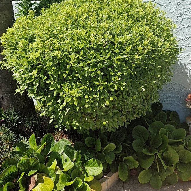 Photo of the plant species Pittosporum by @JocoseLeadplant named Spike Leaves on Greg, the plant care app