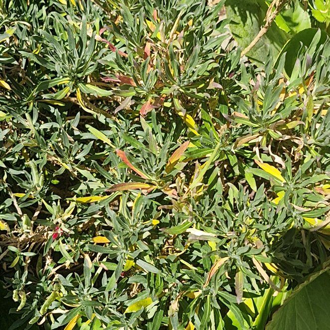 Photo of the plant species New Zealand Daisy by @JocoseLeadplant named Navajo on Greg, the plant care app