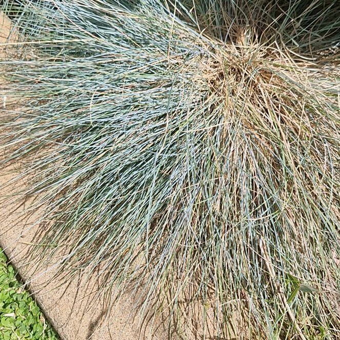 Photo of the plant species Blue Fescue 'Meerblau' by @JocoseLeadplant named Kesha on Greg, the plant care app