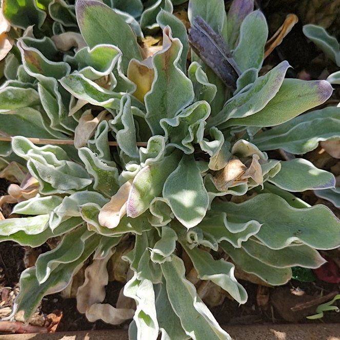 Photo of the plant species Cushion Buckwheat by @JocoseLeadplant named Mochi on Greg, the plant care app