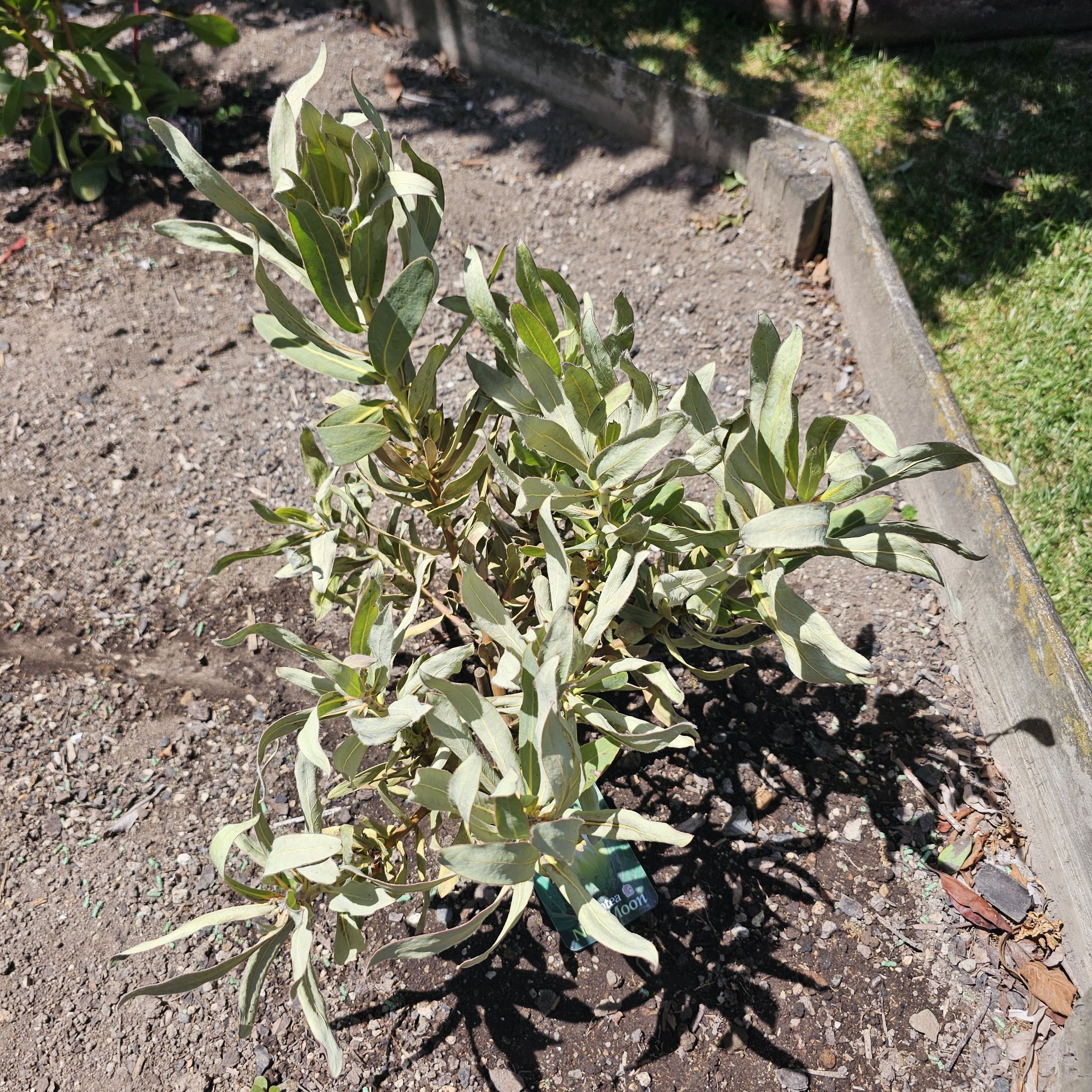 Photo of the plant species Western Marsh Rosemary by @CuteBroomsedge named Naomi on Greg, the plant care app