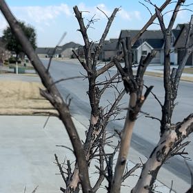 Photo of the plant species Siberian Peashrub by @WiredSmallleaf named Anne on Greg, the plant care app