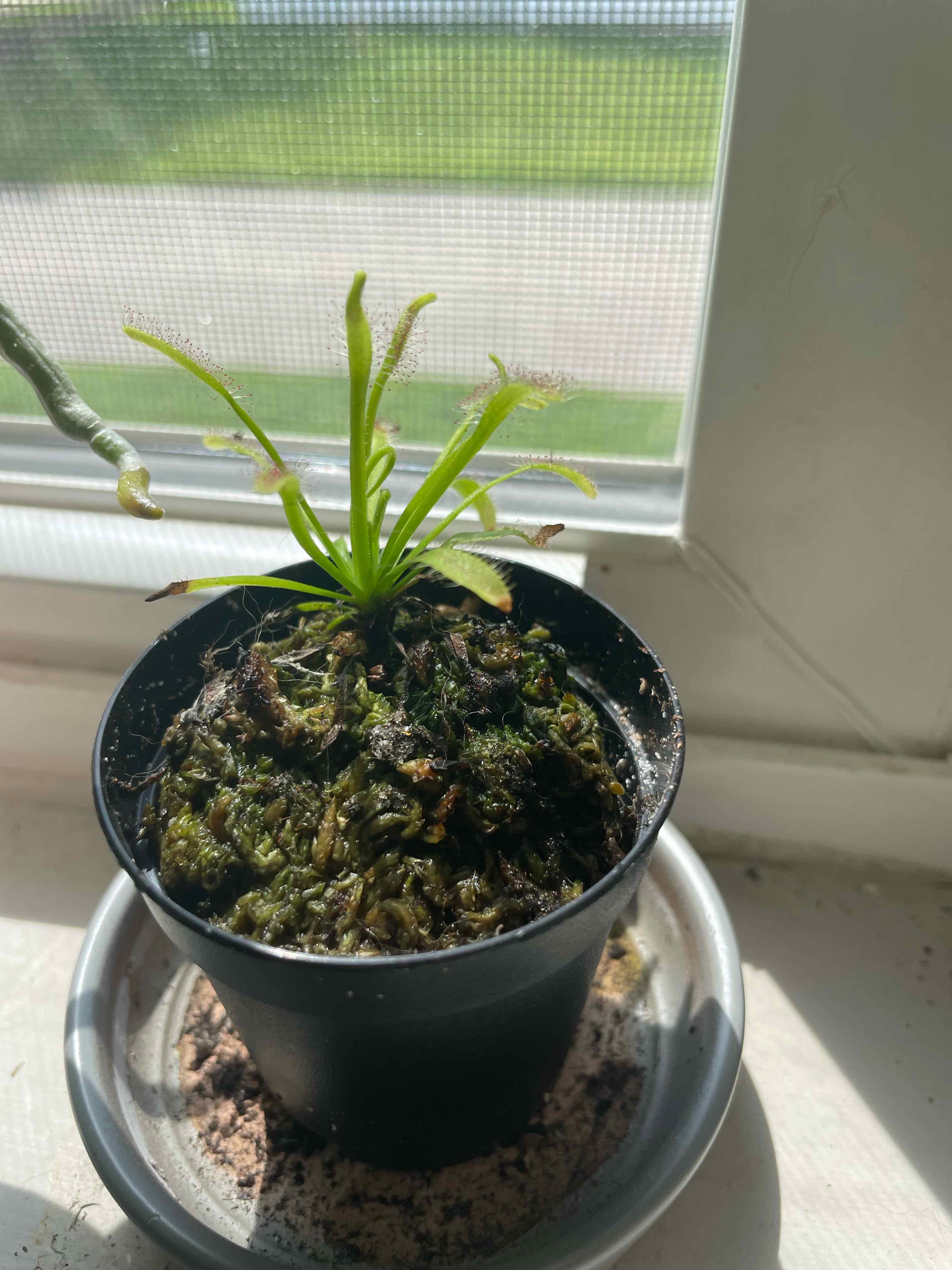 Plant care for Venus Flytrap 'Bohemian Garnet' on Greg, the plant care app