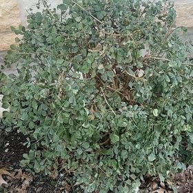 Photo of the plant species Orange Honeysuckle by @ZestThicketbean named Orwell on Greg, the plant care app