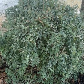 Photo of the plant species Orange Honeysuckle by @ZestThicketbean named Doja Cat on Greg, the plant care app