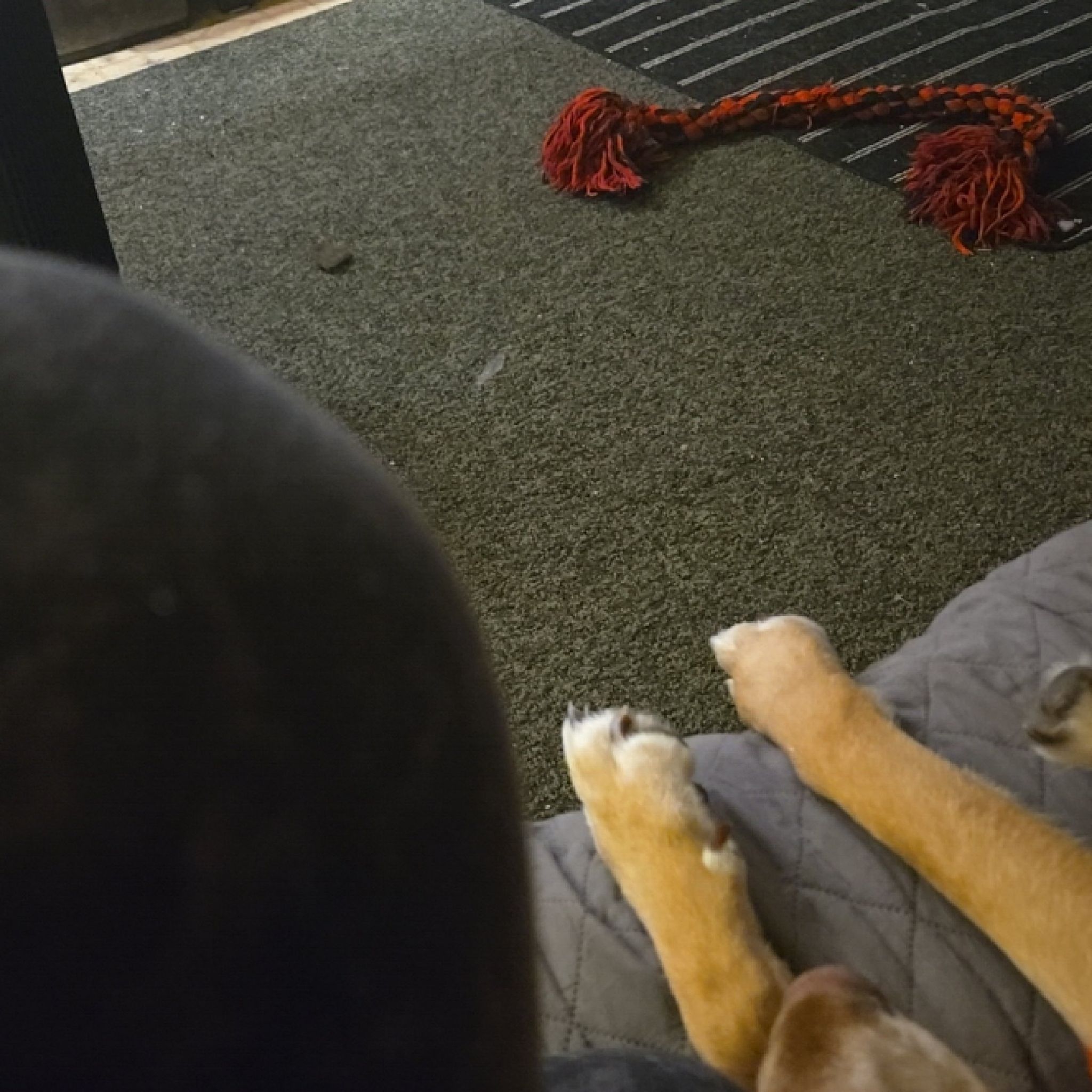 Photo of the plant species Starfish Cactus by @TotallyRutabaga named Drake on Greg, the plant care app