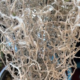 Photo of the plant species Silver Sand by @HomelyTipa32 named Robert Plant on Greg, the plant care app