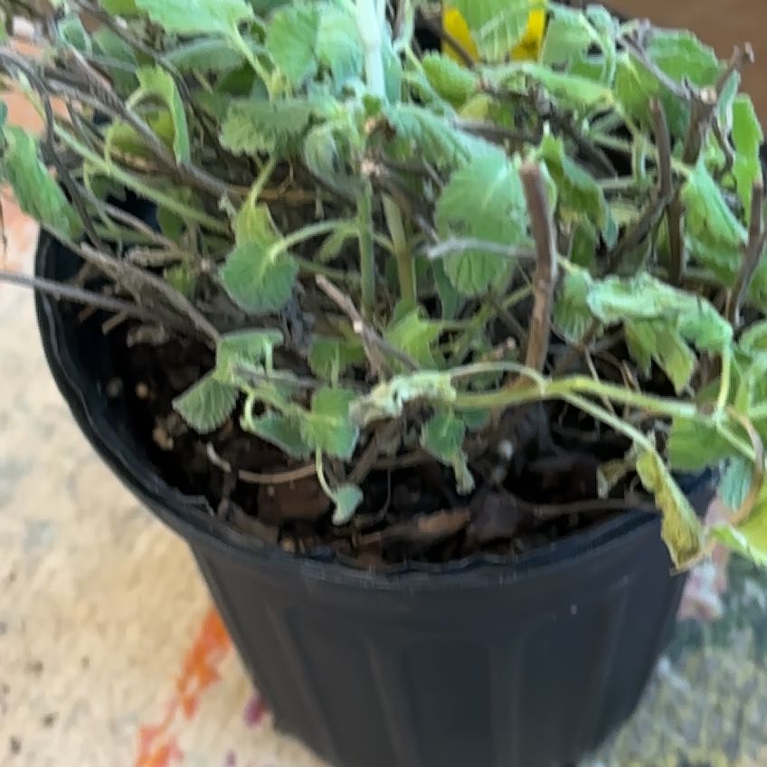 Photo of the plant species Large Catmint by @HomelyTipa32 named Orwell on Greg, the plant care app