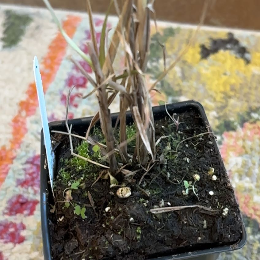 Photo of the plant species Red Fountain Grass by @HomelyTipa32 named Lola on Greg, the plant care app