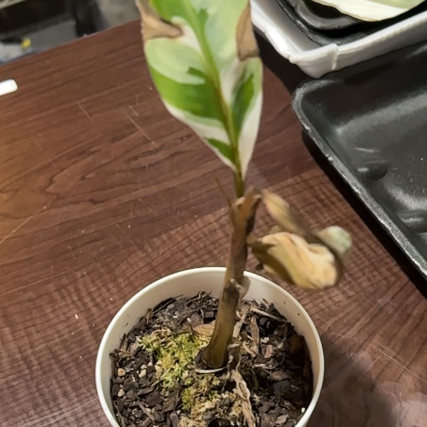 Plant care for Banana on Greg, the plant care app