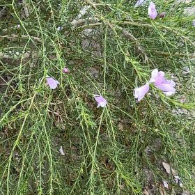 Photo of the plant species Bluebell by @GenteelGollum41 named Orlando Bloom on Greg, the plant care app