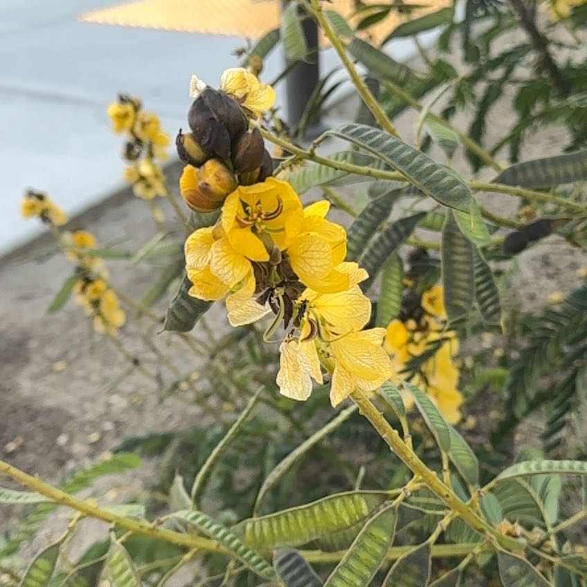 Photo of the plant species African Senna by @GenteelGollum41 named Winston on Greg, the plant care app