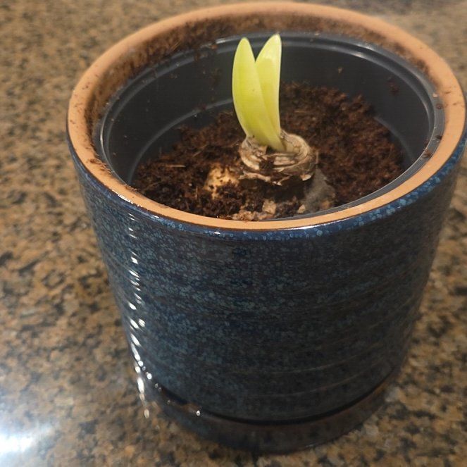 Photo of the plant species Red Lion Amaryllis by @SageJesuitsbark named Prince on Greg, the plant care app