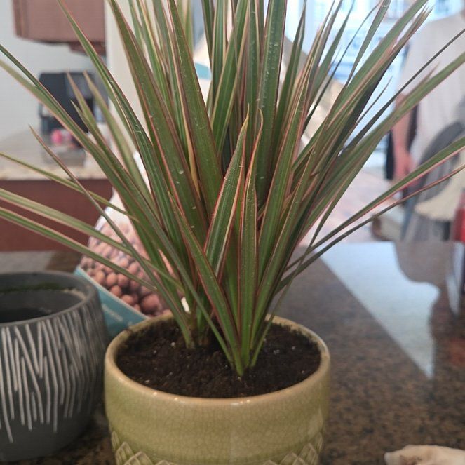 Photo of the plant species Dragon Tree by @SageJesuitsbark named Bella on Greg, the plant care app