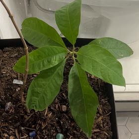 Plant care for Little Gem Magnolia on Greg, the plant care app