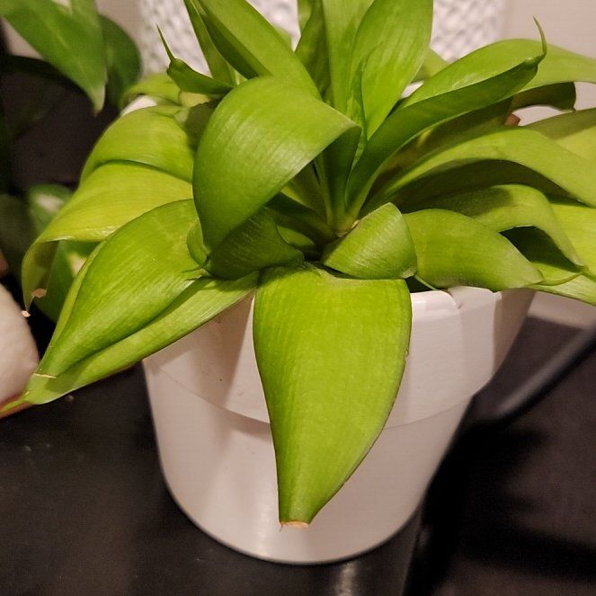 Photo of the plant species Foxtail Agave by @PoeticWildtea named Gomez on Greg, the plant care app