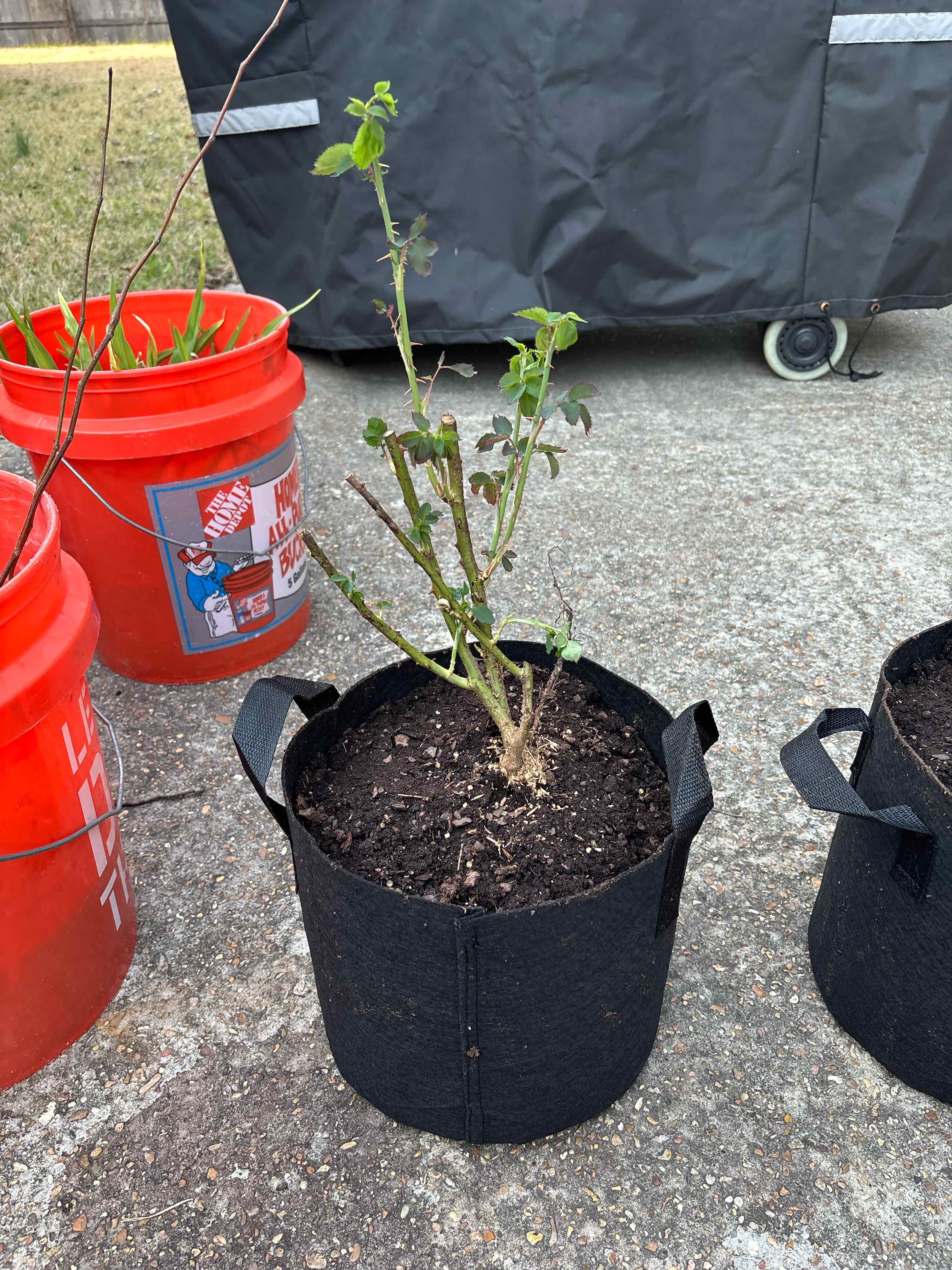 Photo of the plant species Fire and Ice Rose by @BoldTomatoplant named Rosa on Greg, the plant care app