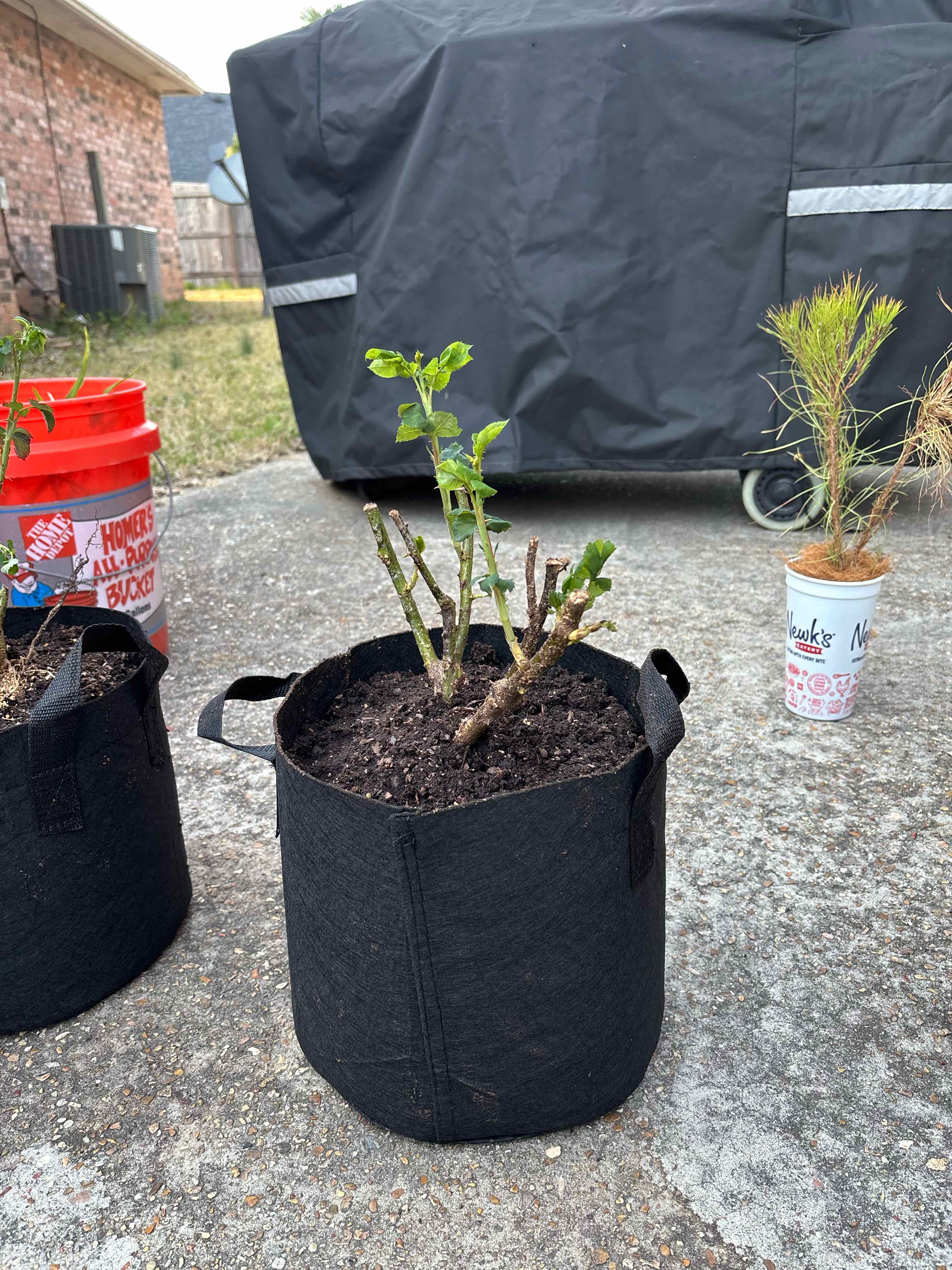 Photo of the plant species Fire and Ice Rose by @BoldTomatoplant named Lola on Greg, the plant care app