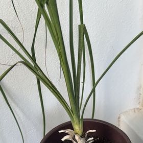 Photo of the plant species Earth Almond by @GemMayten10 named Sir Plancelot on Greg, the plant care app