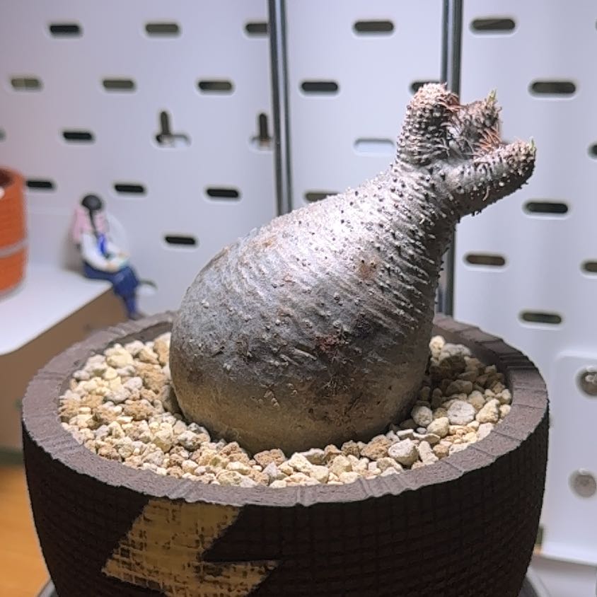 Photo of the plant species Pachypodium Gracilius by @GroovyPansy19 named 鱼雷 on Greg, the plant care app