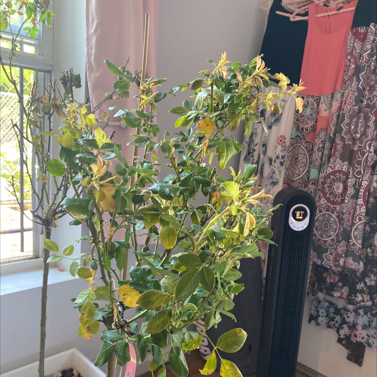 Indoor Hardy Orange plant with yellowing leaves near a window, with clothing and a fan in the background.