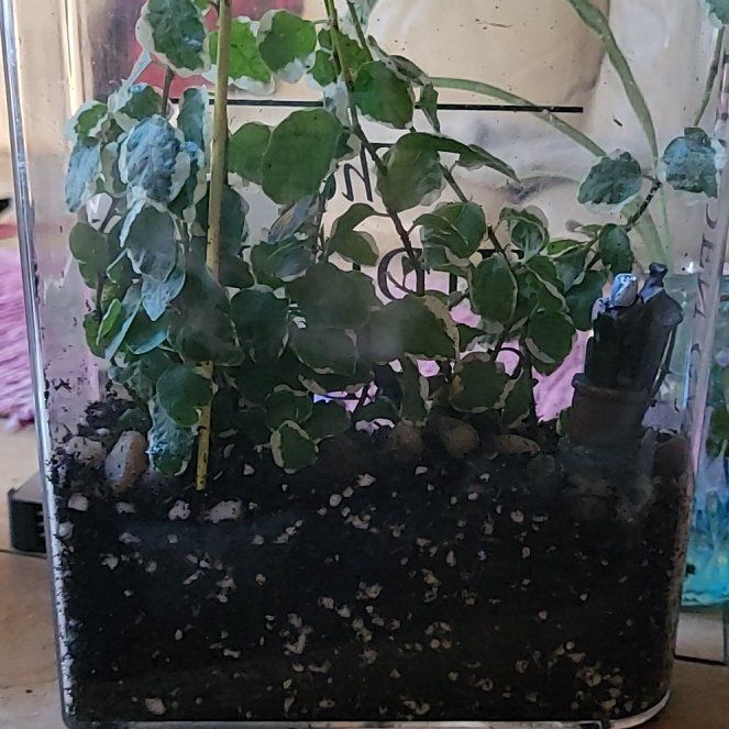 Photo of the plant species Bellis Ficus by @PerkySwamprose named Mollie on Greg, the plant care app