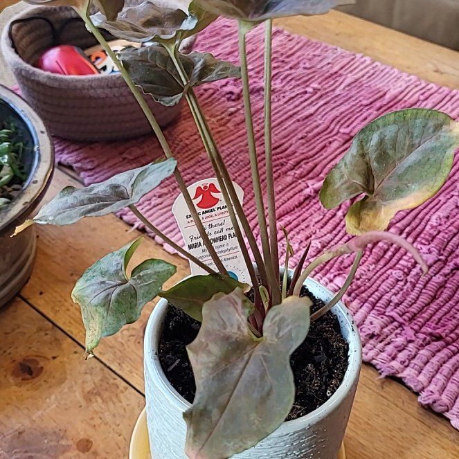 Photo of the plant species maria arrowhead plant by @PerkySwamprose named Orwell on Greg, the plant care app