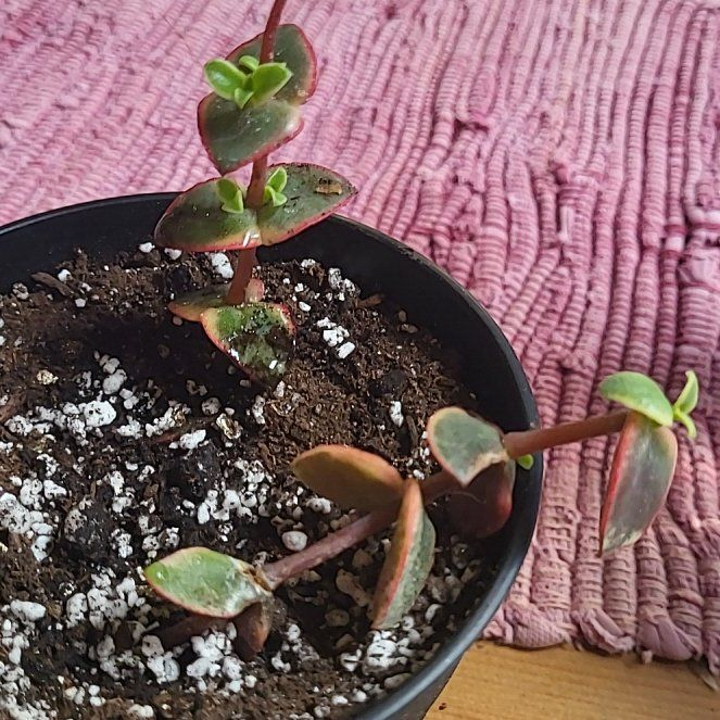 Photo of the plant species Crassula 'Calico Kitten' by @PerkySwamprose named Peter Parker on Greg, the plant care app