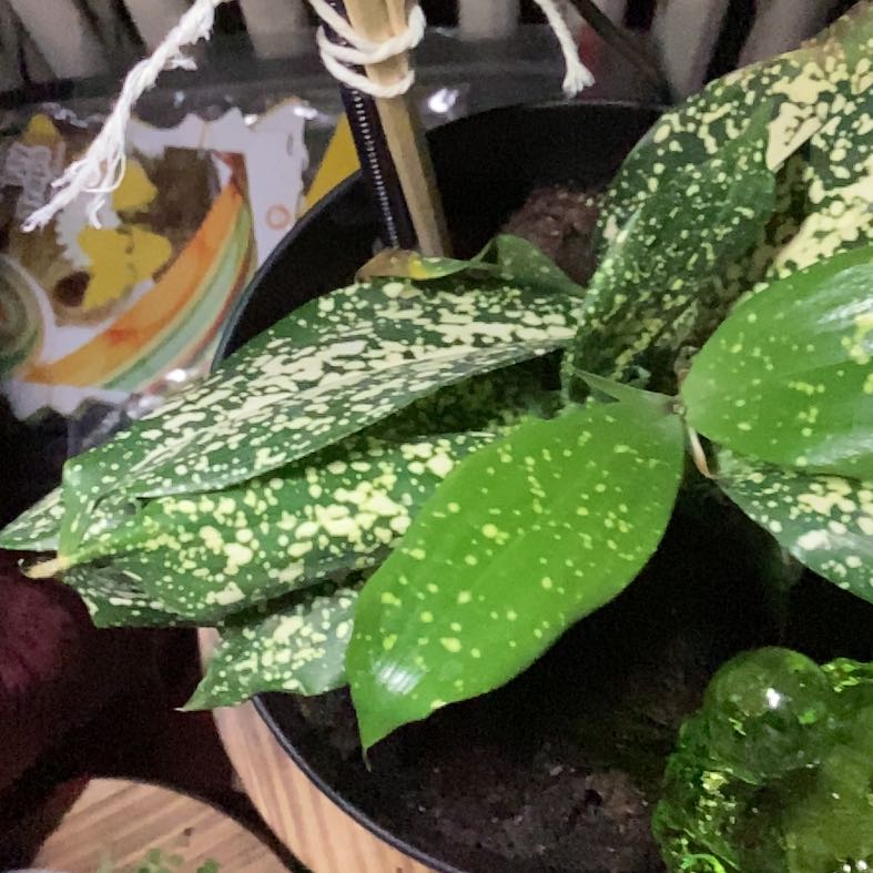 Spike Leaves