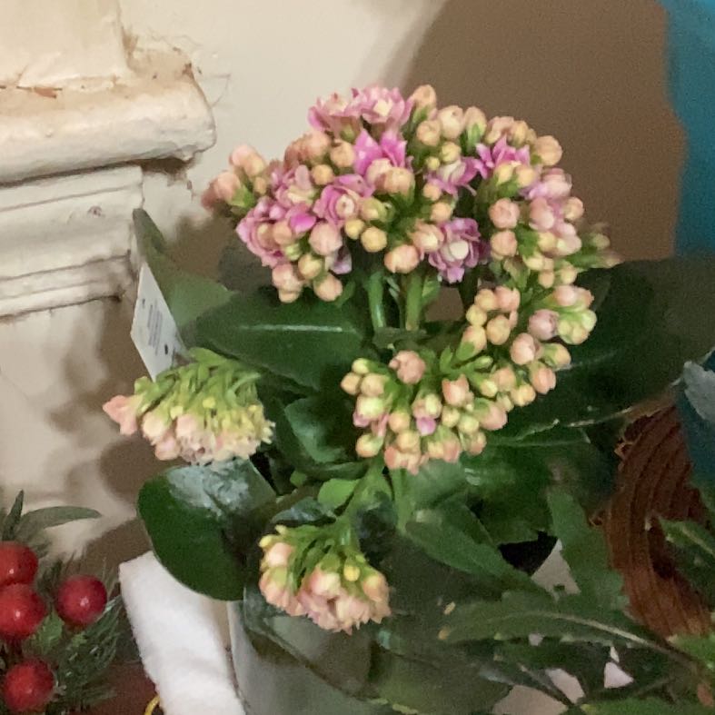 Photo of the plant species Kalanchoe 'Calandiva Specialty Flair' by @Djones54 named Sonora on Greg, the plant care app