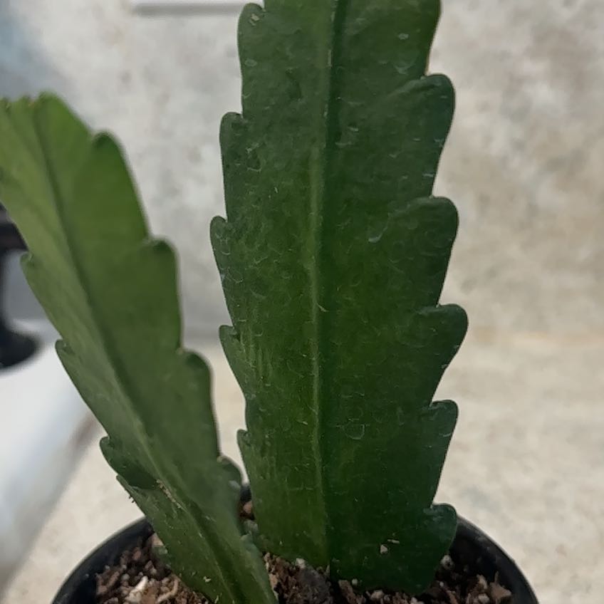 Photo of the plant species German Empress Orchid Cactus by @StoutFilbert58 named German Empress on Greg, the plant care app