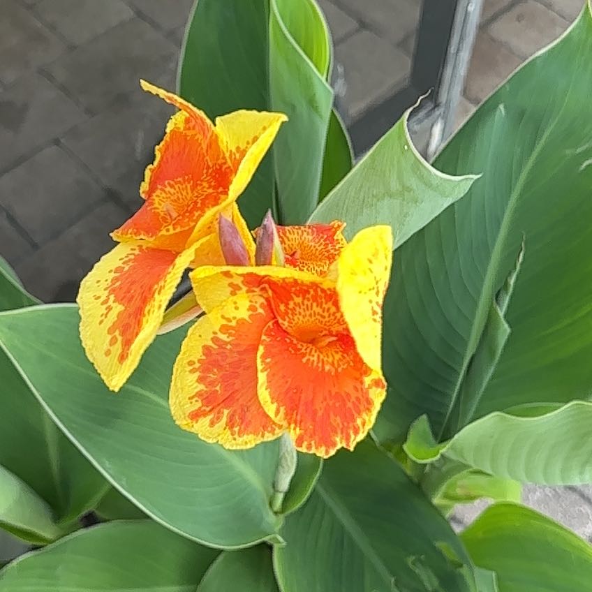 Photo of the plant species Canna 'King Humbert' by @StoutFilbert58 named Gregarious on Greg, the plant care app