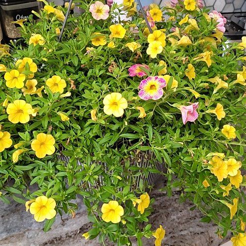 Photo of the plant species Calibrachoa 'Noa® Yellow' by @FDC107 named Leaf Erickson on Greg, the plant care app