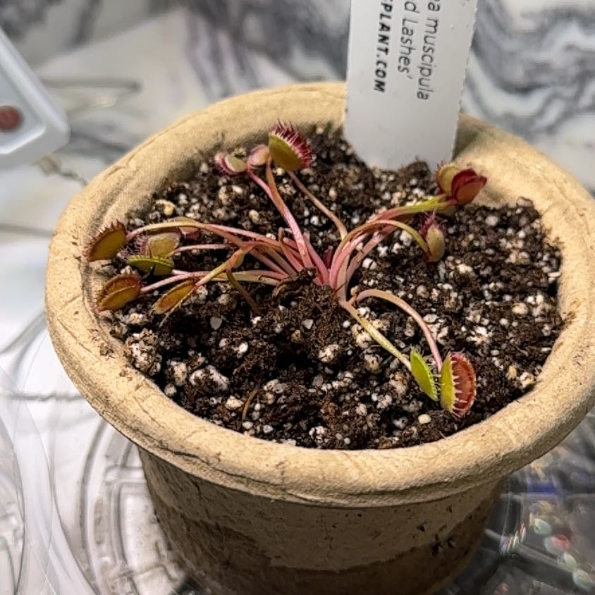 Photo of the plant species Venus Flytrap DCXL by @Indie_ivan named Emerson on Greg, the plant care app