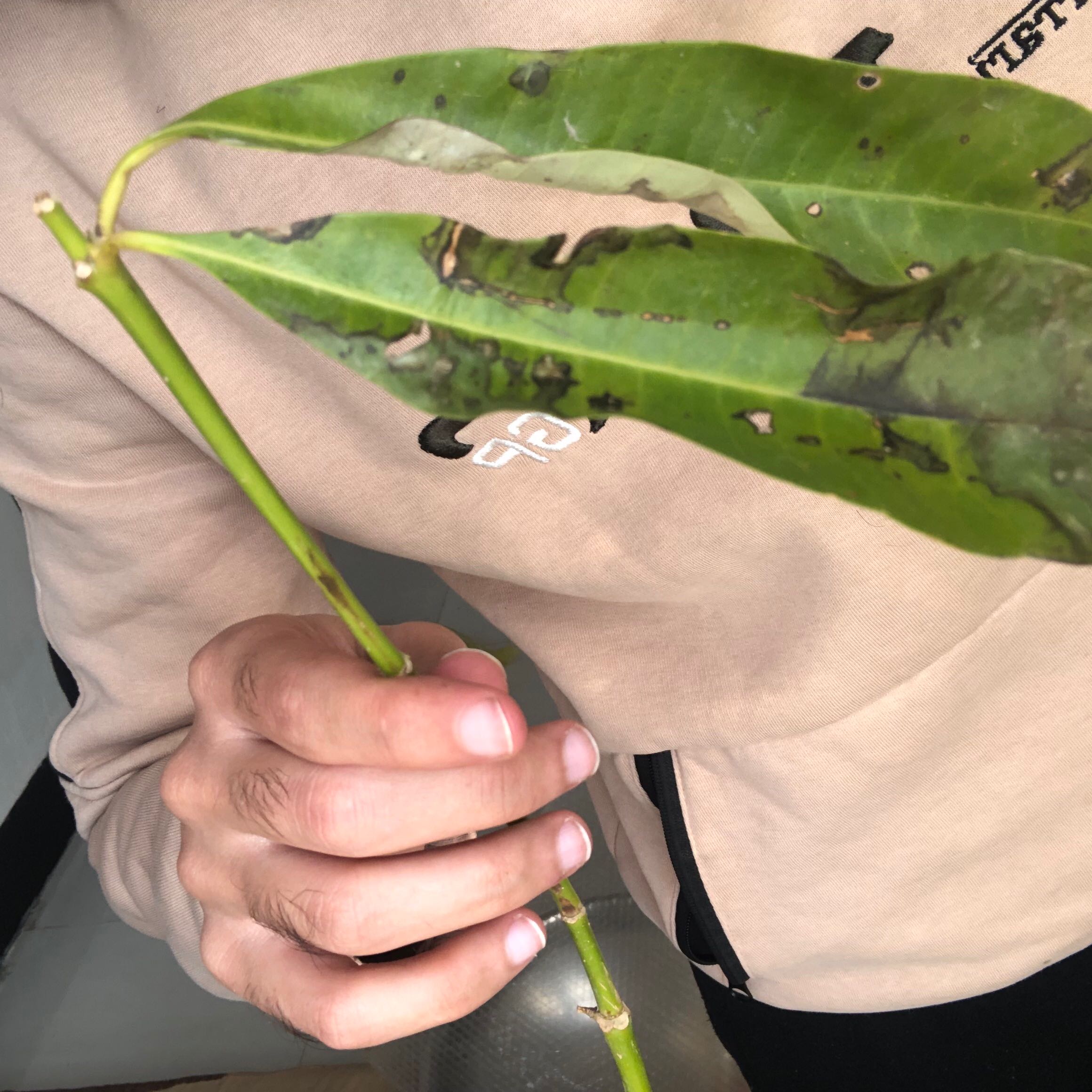 Photo of the plant species Dogbane by @MaximalLentil named Tolkien on Greg, the plant care app