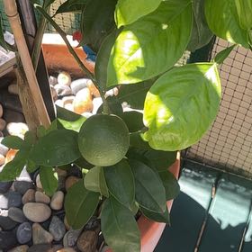 Photo of the plant species Dwarf Blood Orange Moro by @VipWeaselssnout named Stella on Greg, the plant care app