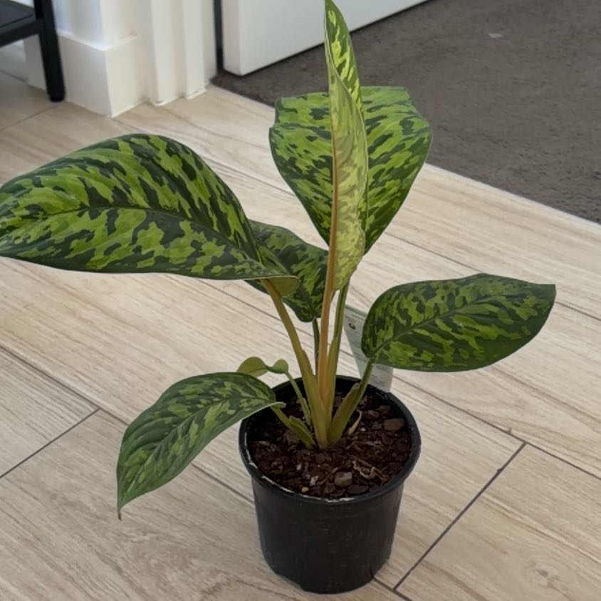Photo of the plant species Homalomena 'Camouflage' by @DeanBlinks27 named Anne on Greg, the plant care app
