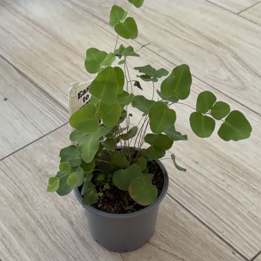 Photo of the plant species Sickle Fern by @DeanBlinks27 named Delilah on Greg, the plant care app