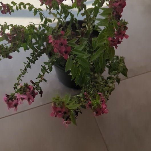 Photo of the plant species Angelonia 'Archangel Pink' by @DearTurtlevine named Sage on Greg, the plant care app