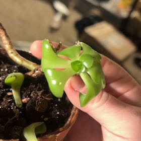 Photo of the plant species Curly Jade Succulent by @IntenseBluebean named Gomez on Greg, the plant care app
