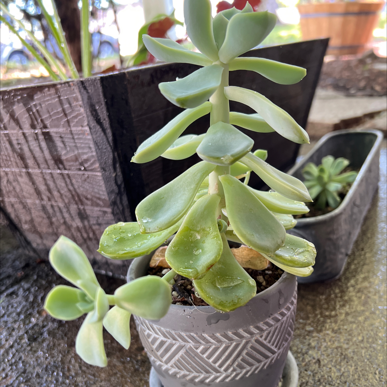 Echeveria 'Lola' succulent in a small pot with slight yellowing on lower leaves.