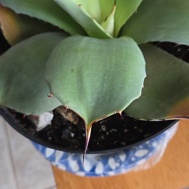 Photo of the plant species Artichoke Agave by @ProfuseLungwort named Rainier on Greg, the plant care app