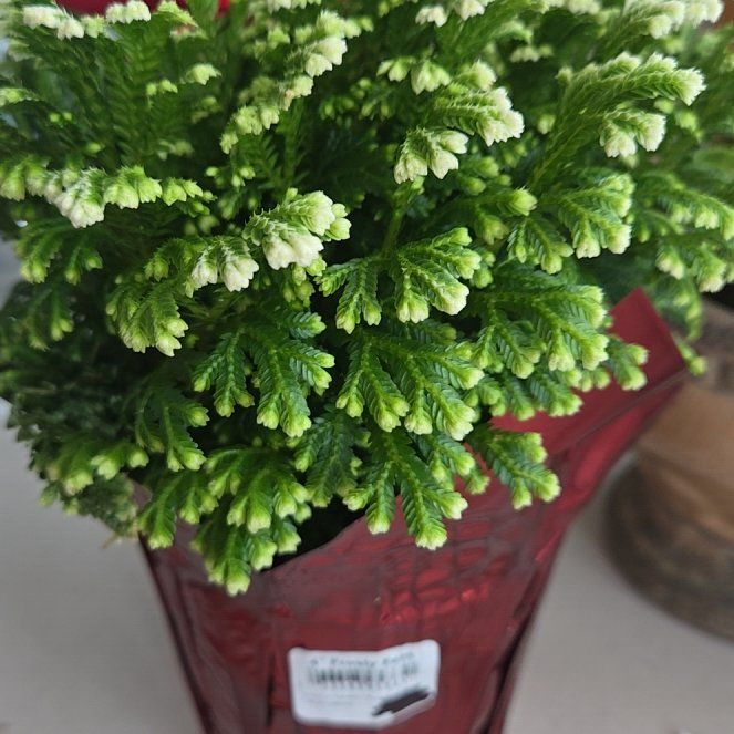 Photo of the plant species frosty fern by @ProfuseLungwort named Delilah on Greg, the plant care app