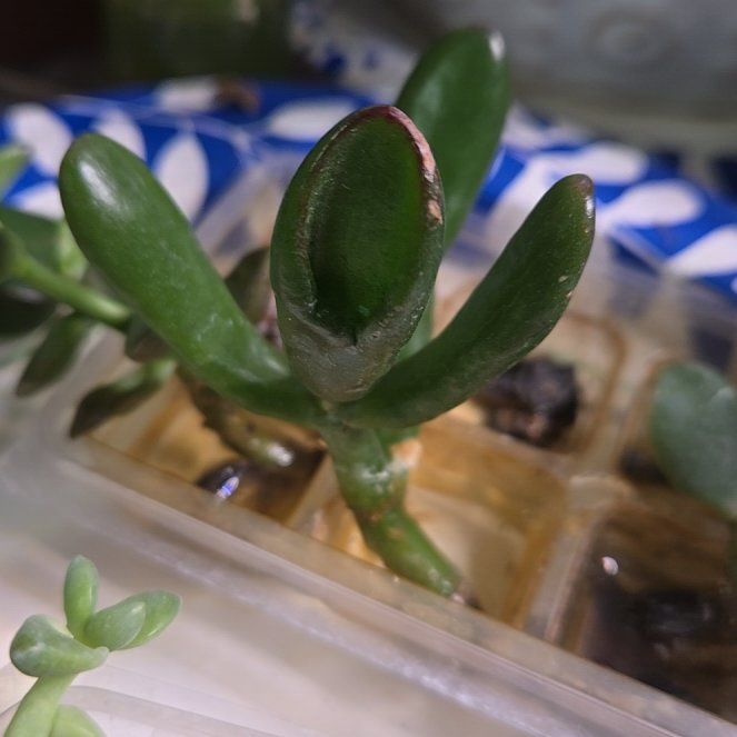 Photo of the plant species Ogre's Ears Jade by @ProfuseLungwort named Tupot amaroot on Greg, the plant care app