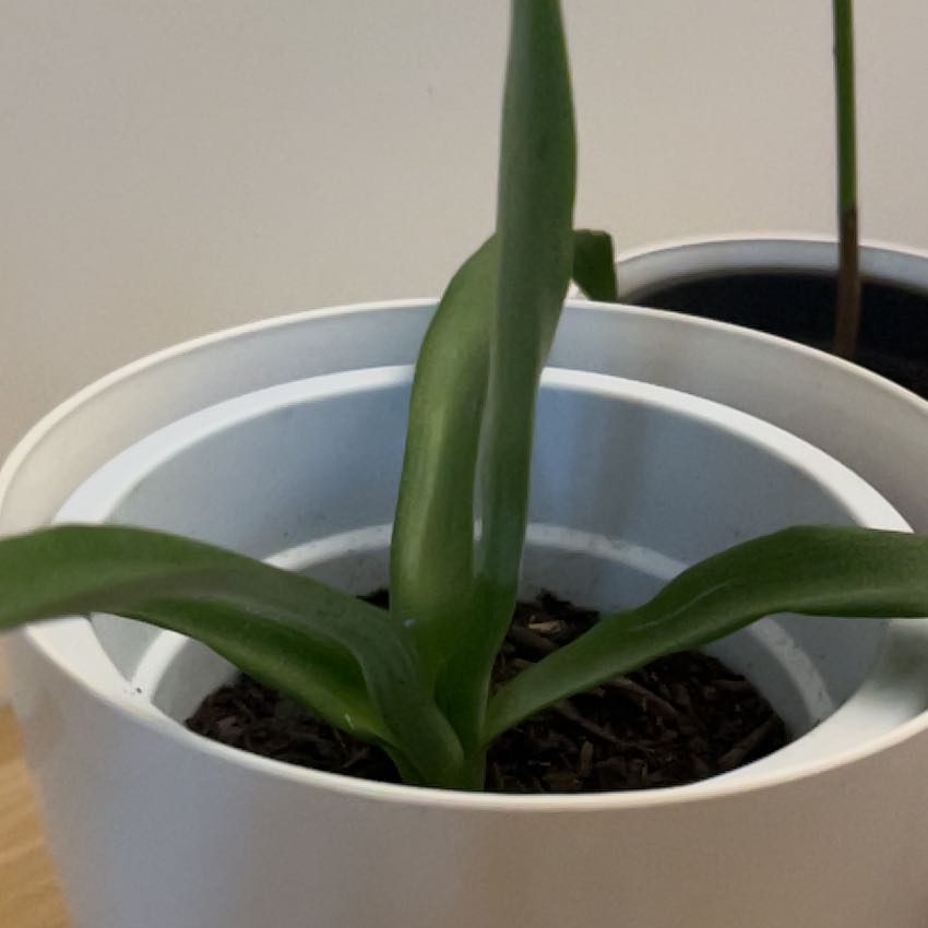 Photo of the plant species Red Pineapple by @LovelyBreweroak named Michelle Branch on Greg, the plant care app