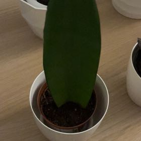Photo of the plant species Sanseveria Superba by @LovelyBreweroak named Ronaldo on Greg, the plant care app