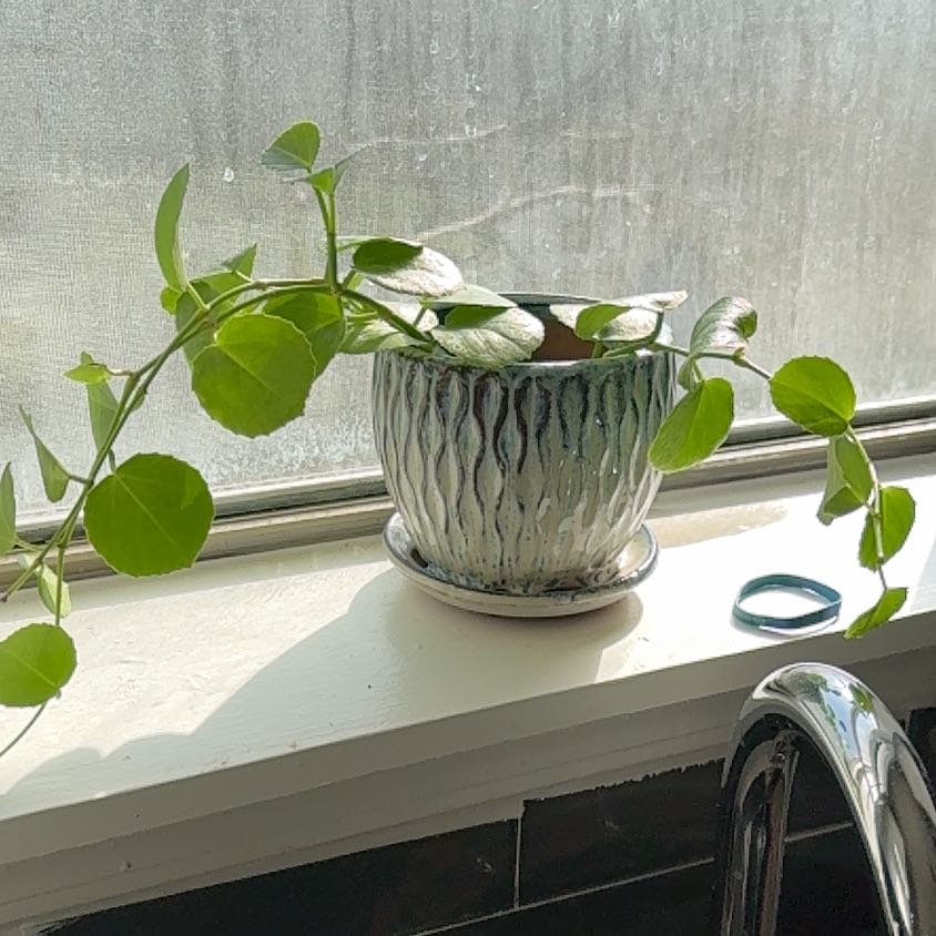 Photo of the plant species Peruvian Grape Ivy by @MarkedlyPuka44 named Osmo on Greg, the plant care app