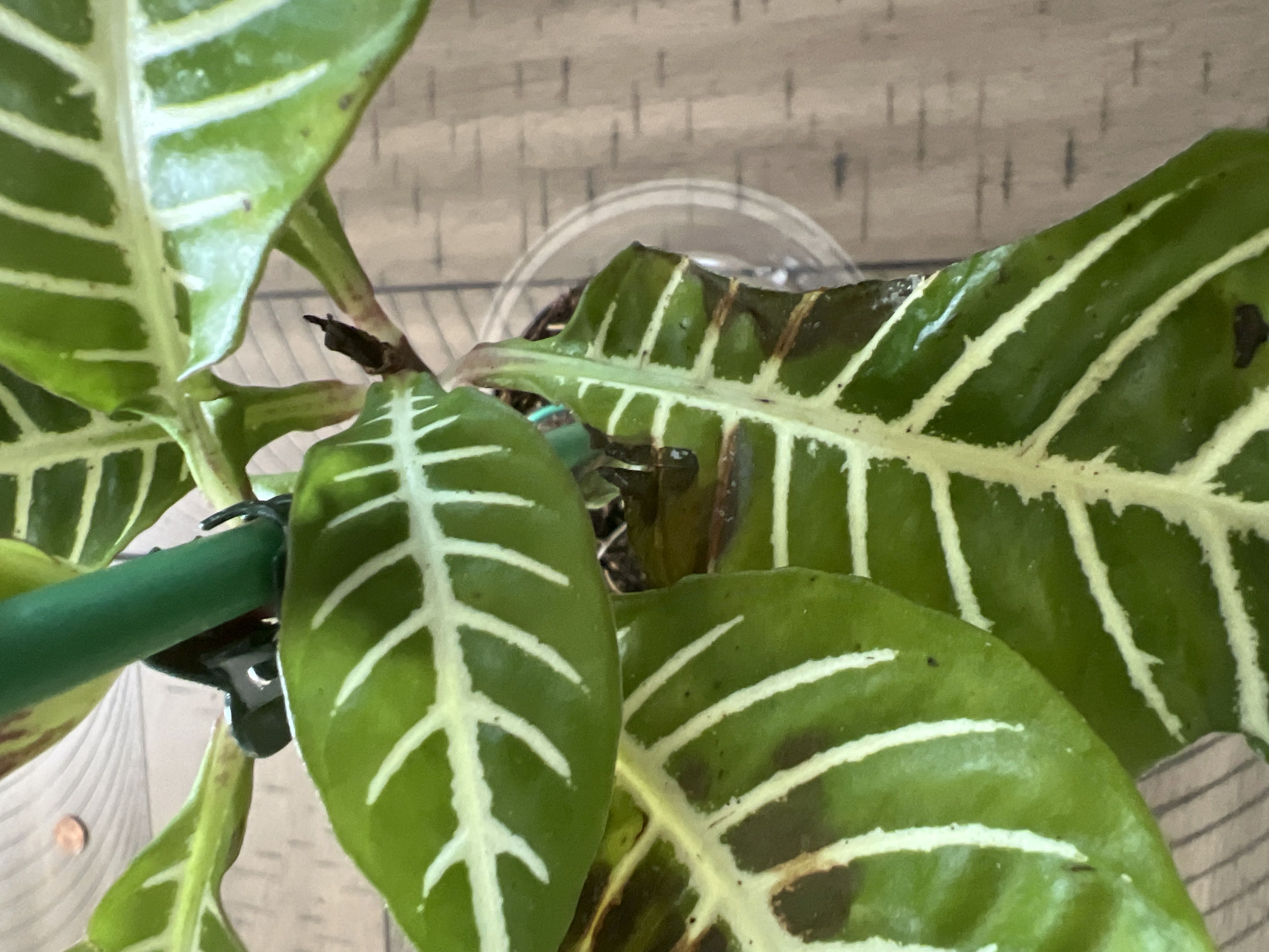 🌈 9 Rainbow Zebra Plant Landscaping Hacks