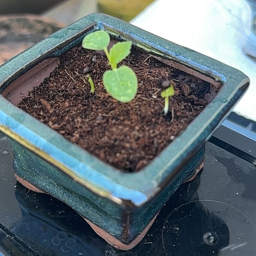 Photo of the plant species elm bonsai by @AwakeMugwort26 named Elijah on Greg, the plant care app