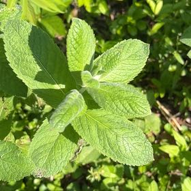 Photo of the plant species Horse Mint by @IconCapeivy4 named Queen on Greg, the plant care app